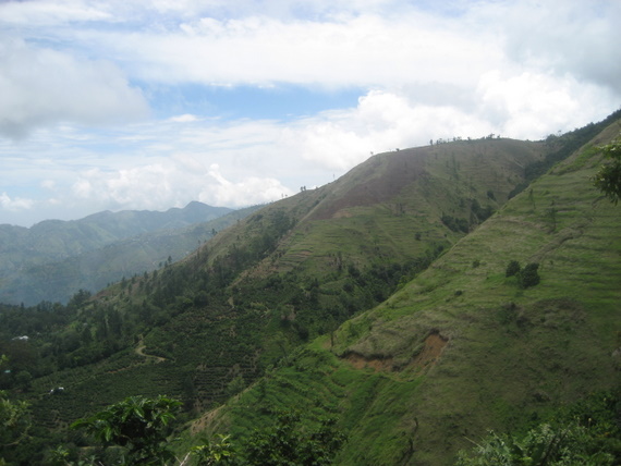 Coffee growing on the mountain hillsides