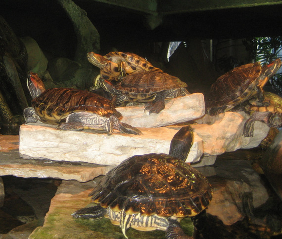 Humping turtles- the museum has a mini zoo too