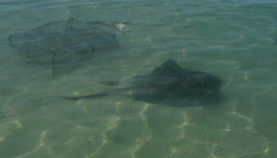 A sting ray came by to say hi 2 feet from shore