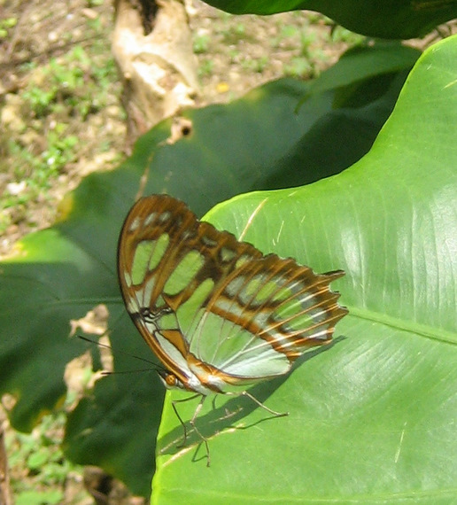 Cockpit Country butterfly