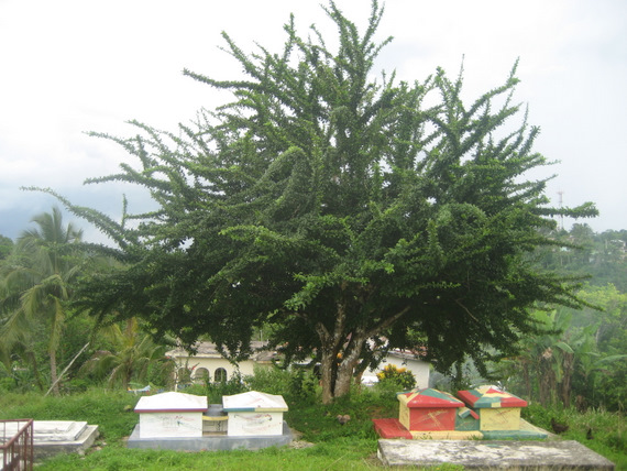 Maroon cemetery under a Calabash Tree