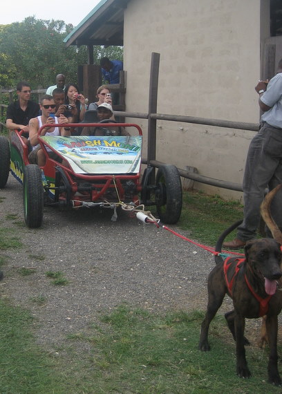 Dogsledding