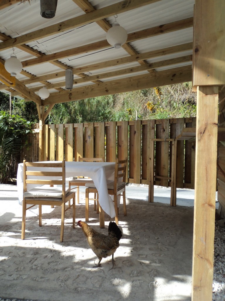 Free Range Chicken visiting EITS Cafe