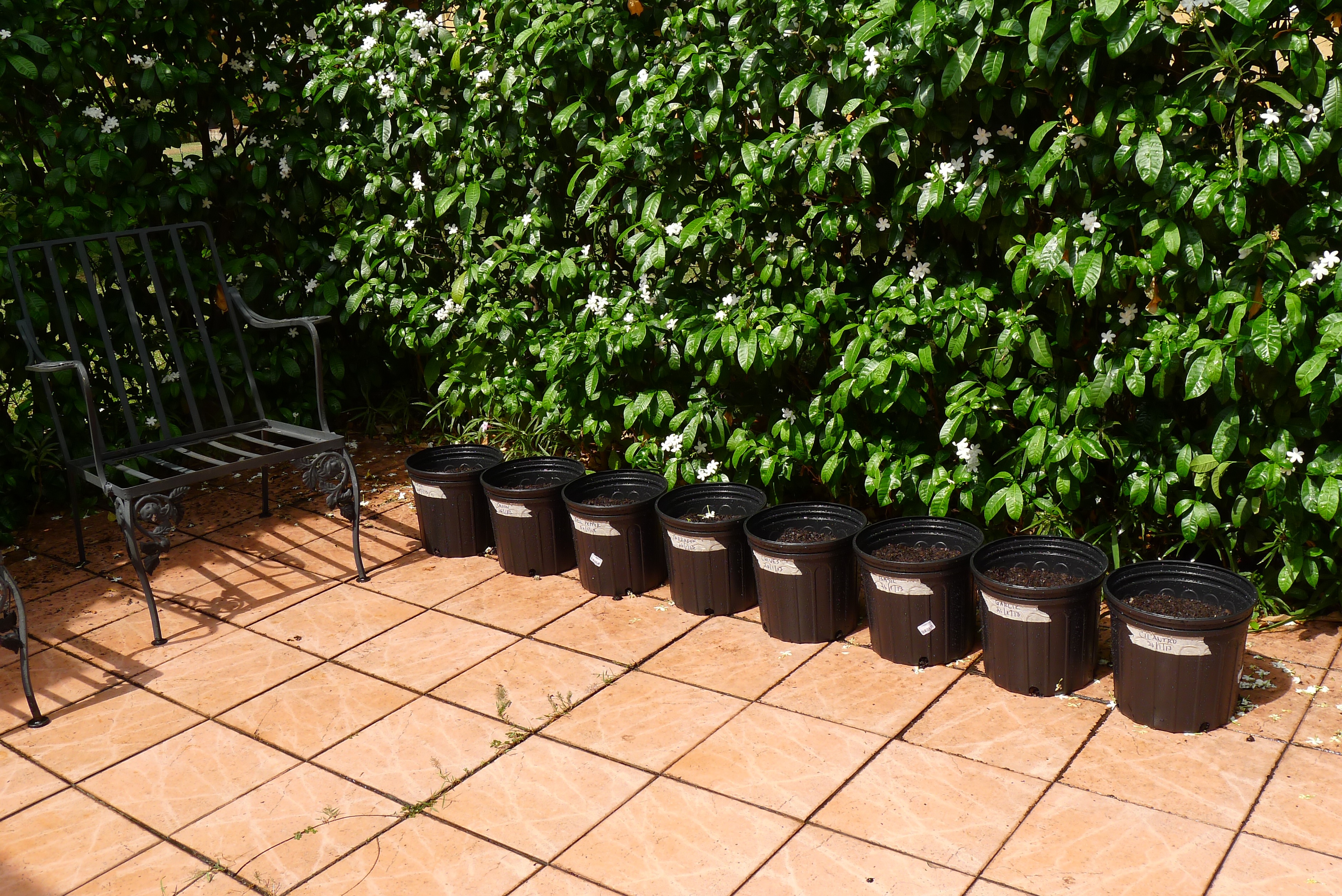 10" pots filled with soil and seeded