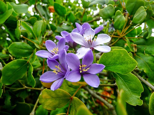 Jamaica's national flower, the Lignum-Vitae