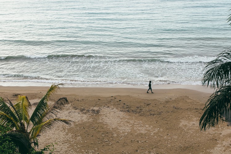 Jamaica's sea turtles