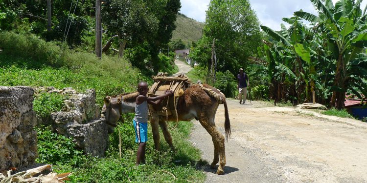 Jamaican boy and his donkey