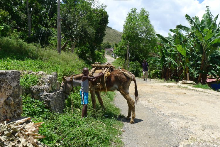 Jamaican boy and his donkey