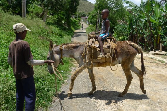 Jamaican boys and their donkey