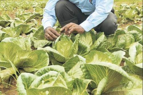 Jamaican Farmers