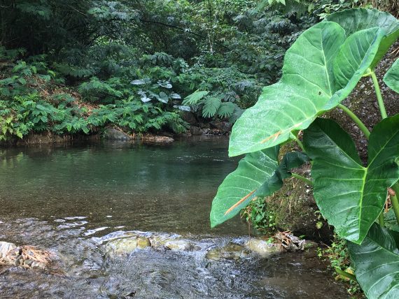 The river at Belcour Lodge